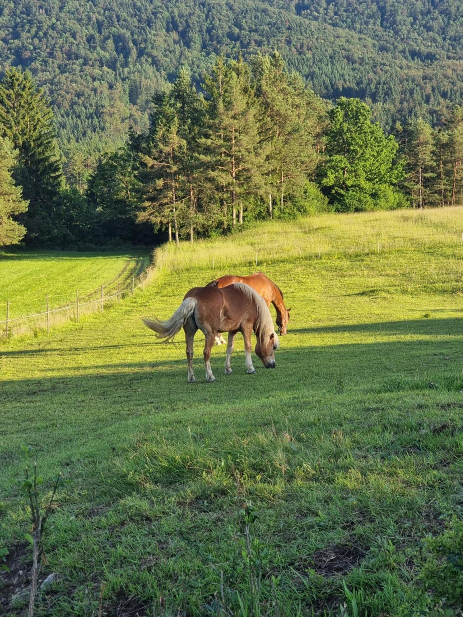 Notranjska Hisa - Traditional Country House, Close To The World Attraction Cerknica Lake Begunje pri Cerknici ภายนอก รูปภาพ