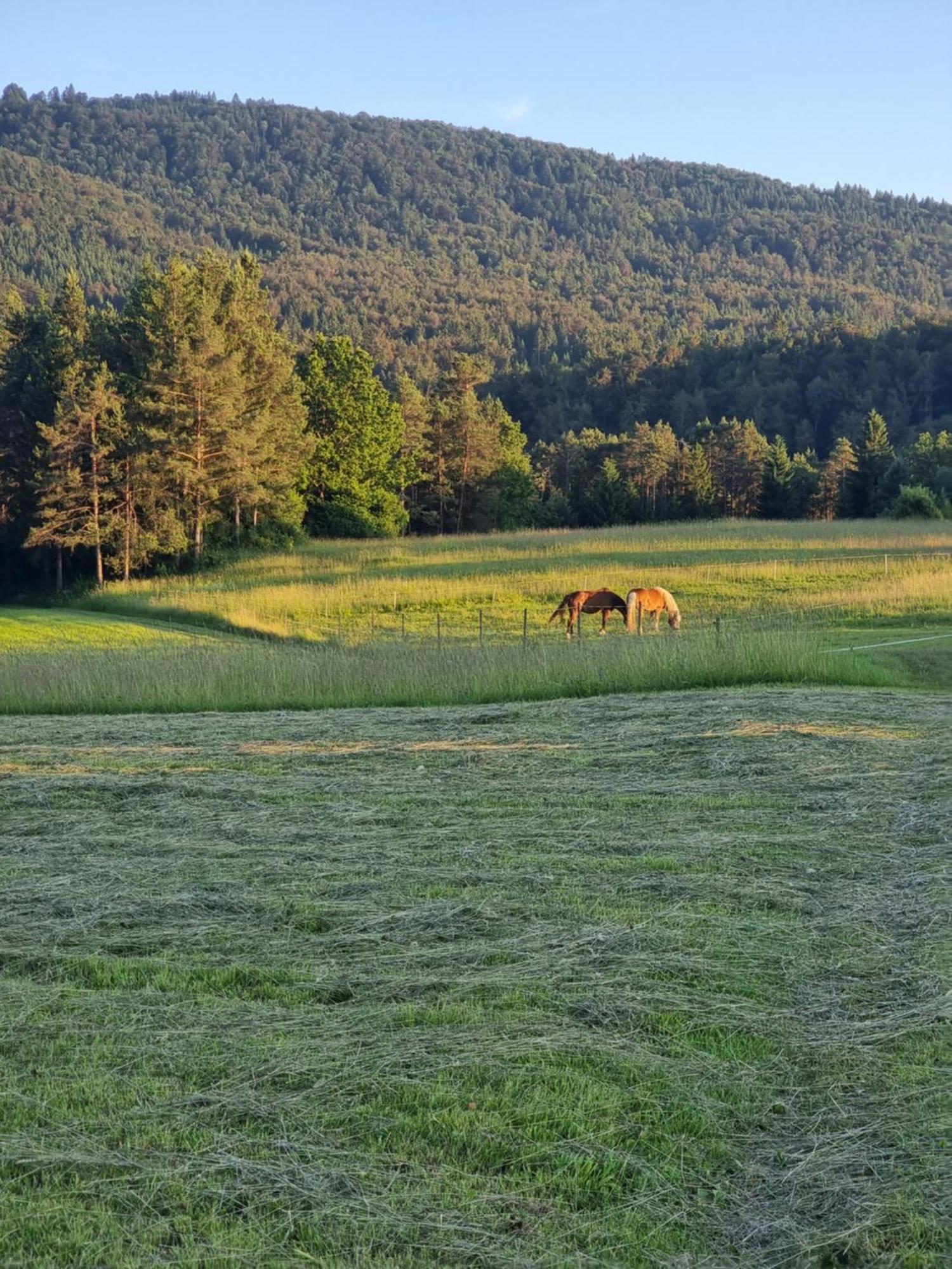 Notranjska Hisa - Traditional Country House, Close To The World Attraction Cerknica Lake Begunje pri Cerknici ภายนอก รูปภาพ